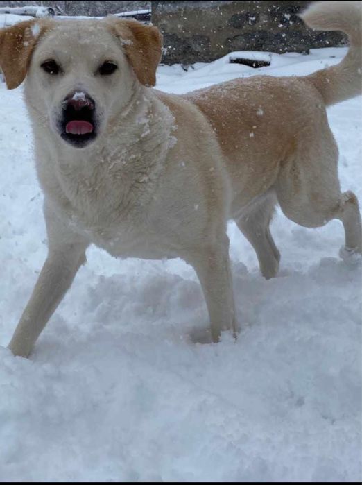 Лабрадор мальчик ищет дом