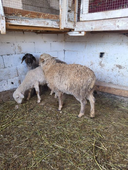 Сатамын токтылар 75000