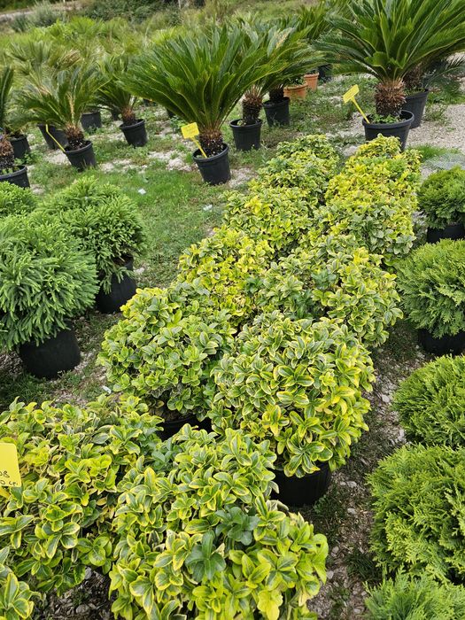 Livrare  la domiciliul cu tot cu plantare livrarea gratuit !!