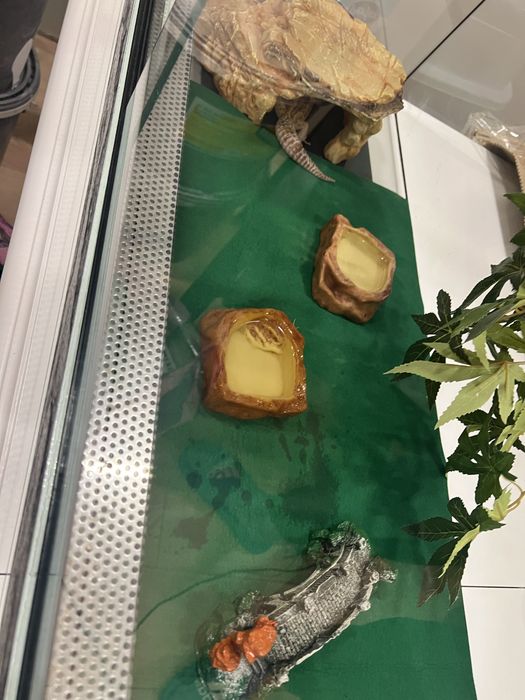 Женски Леопардов гекон