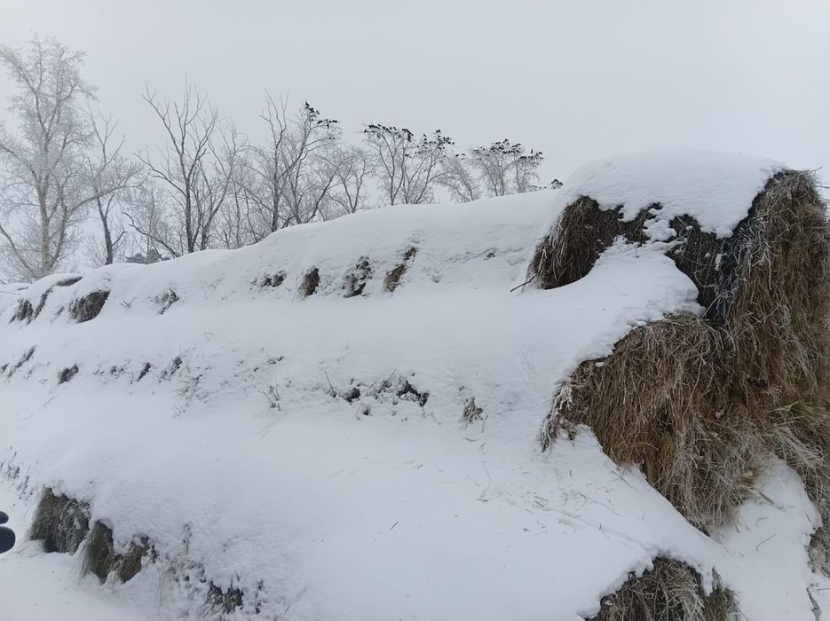 Продам лесное сено в рулонах.