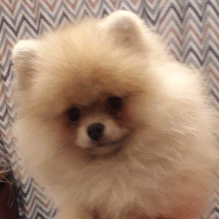 Лапочка мини шпиц