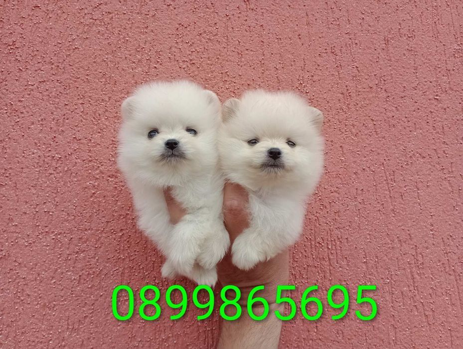 Мини Померанчета!