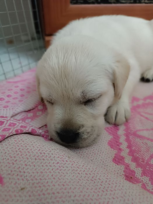 щенки Лабрадор ретривер