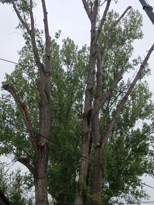 Бесплатно кругляк тополей стволы