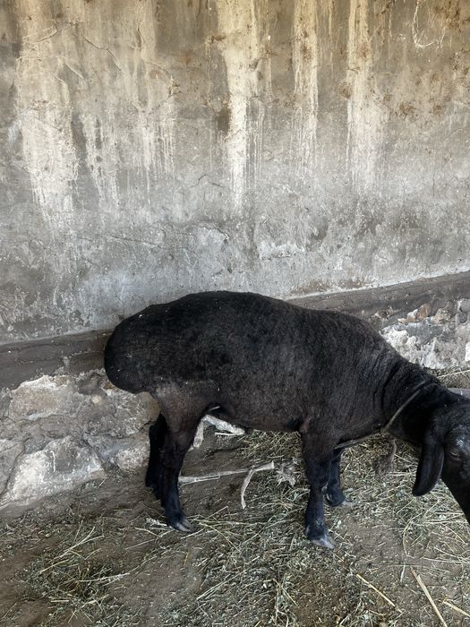 Кучкор сотилади нархини телда гаплашамиз