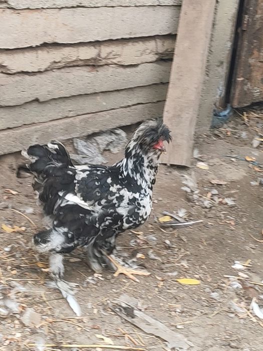Cocos tânăr strumski 100  Ron