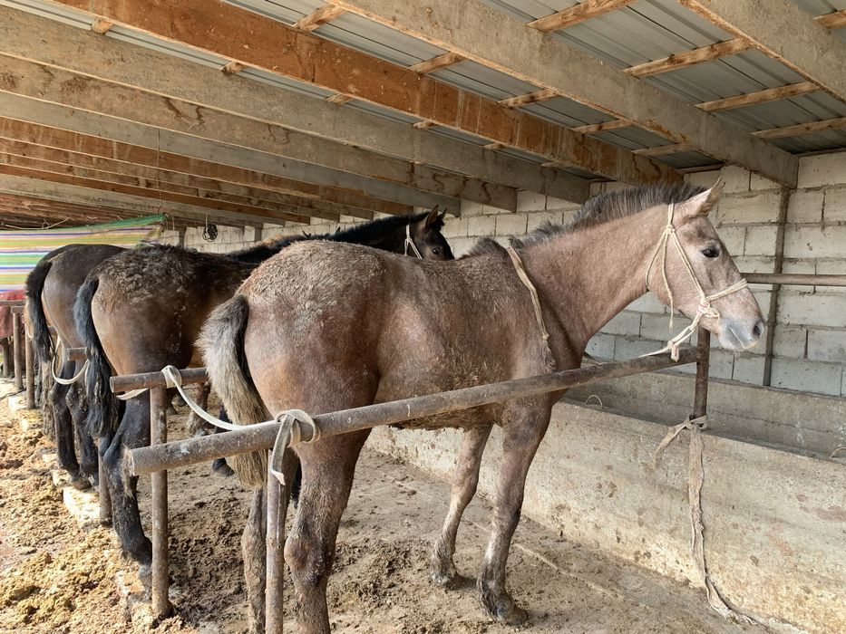 Тайлар сатылады хабарлас!!
