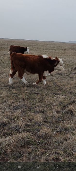 Ақбас еркек подсостар