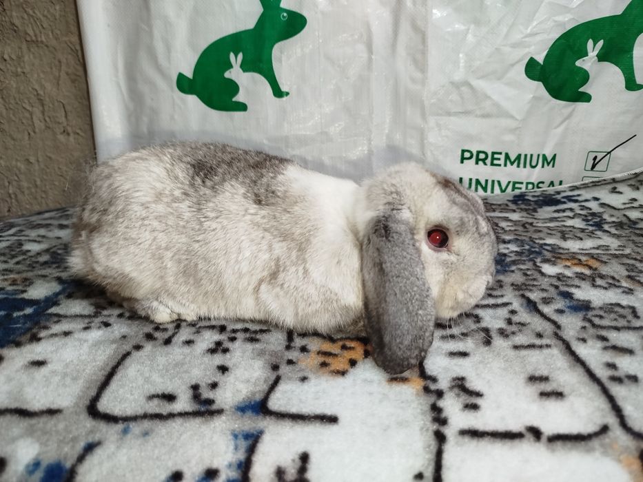 Карликовые кролики карлик куёнчалар