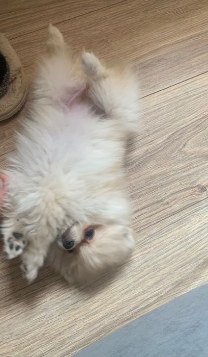 Продам щенка шпица