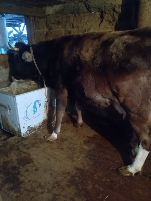 Продаю Корову Каскелен