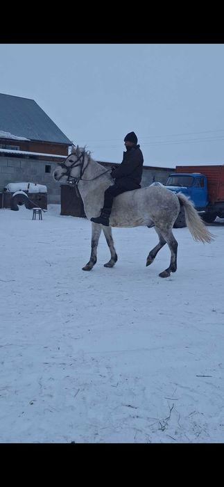 Продам жеребца .