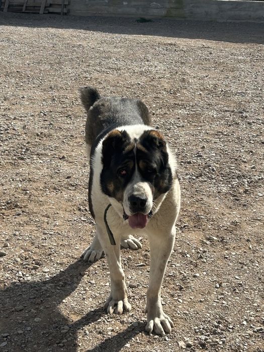 Продам алабай девочка 3 года тяж