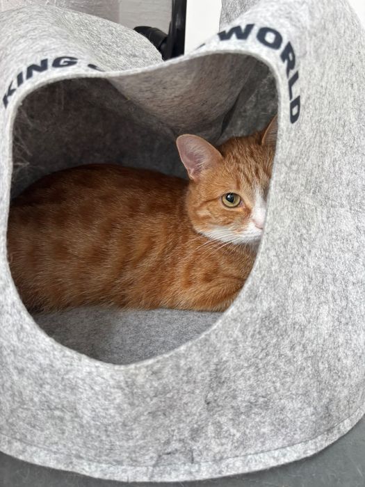 Кот рыжий, кастрирован