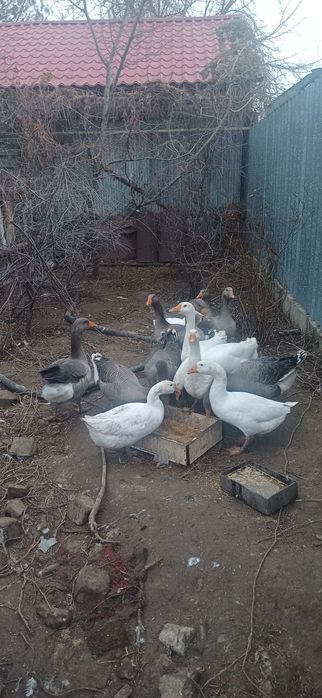 Продам домашние гуси