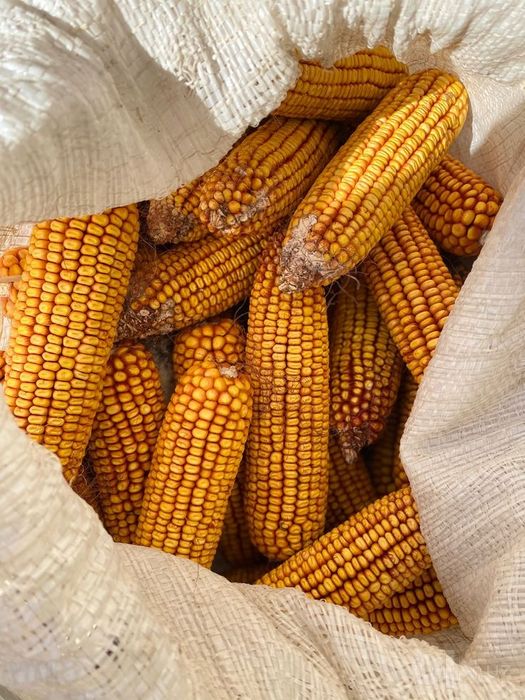 Маккажохори чорва моллар учун жайдари