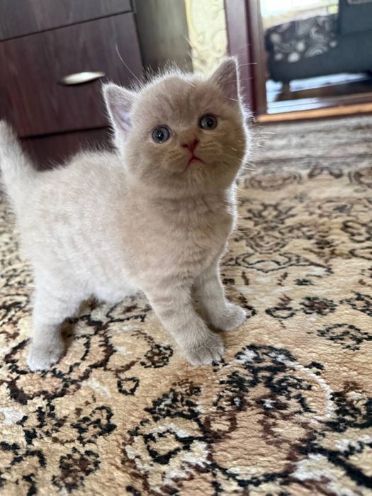 Продаются котята скоттиш фолд и страйт