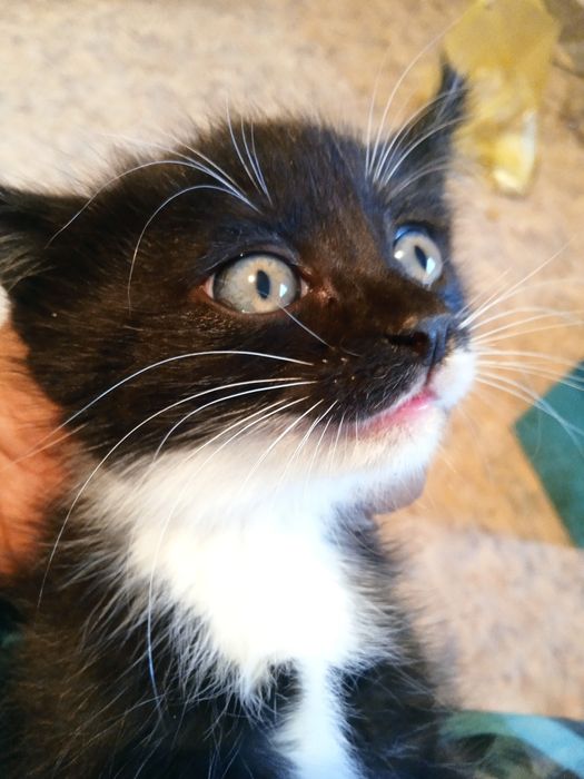 Подарю пушистиков.