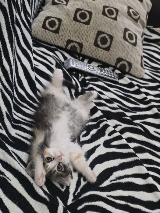 Отдам котенка в хорошие, добрые руки