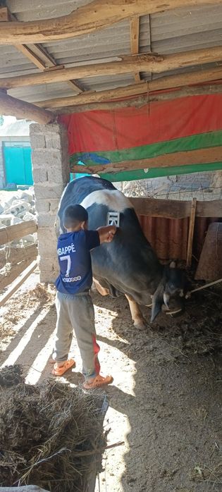 Бұқа сатылады 2,5жасар