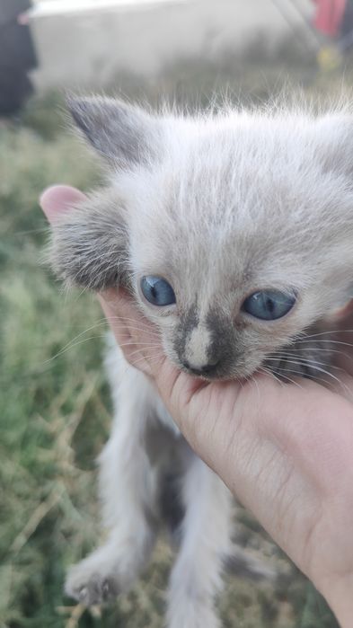 Отдам даром маленкие кошек
