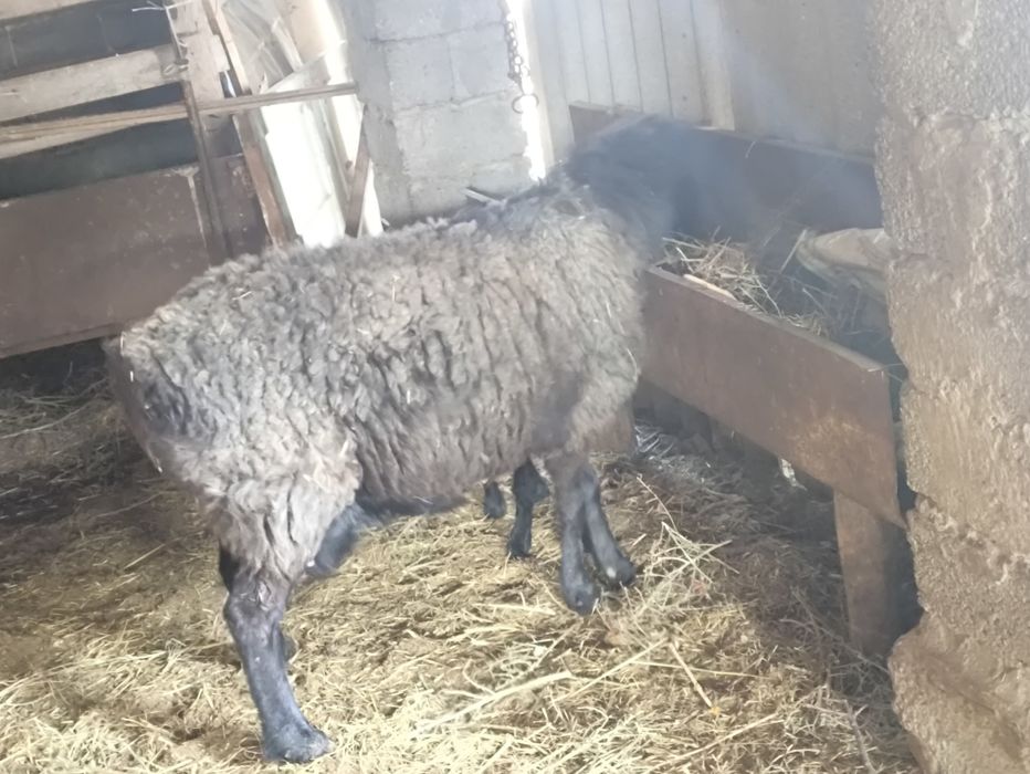 Ірі денелі қой қозысы мен сатылады