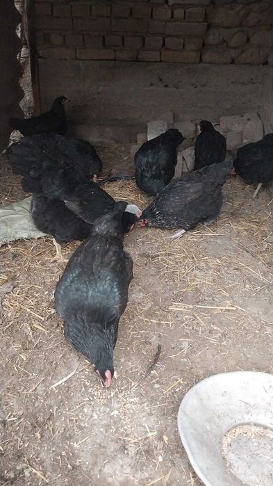 Tovuqlar sotiladi tuxumda