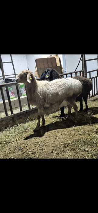 Арашан қойлар - Арашаны овцематки