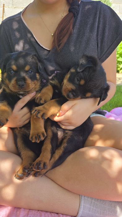 Ротвейлер. Щенки ротвейлера.