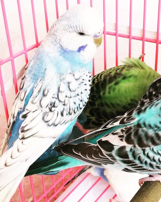 Продам попугаев Попугай волнистый Попугайчик