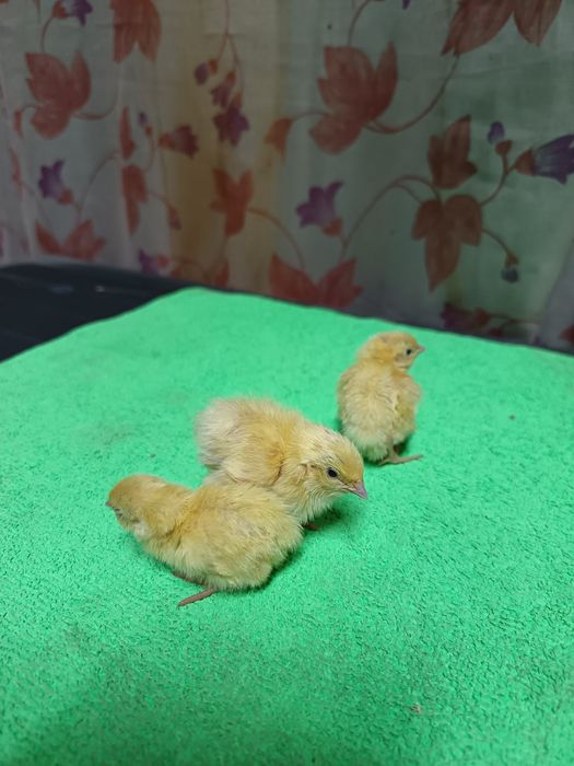 Продам перепелята техас