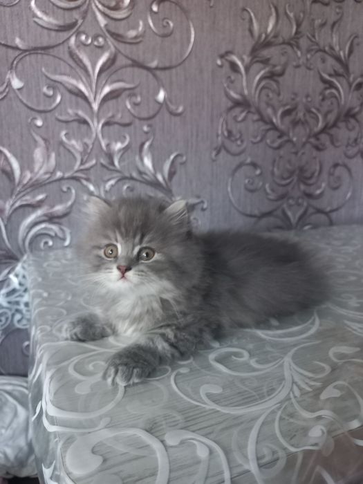Страйт  1, месяц.Приученнв к лотку.