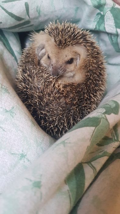 Продам ёжика мальчик 5 месяцев