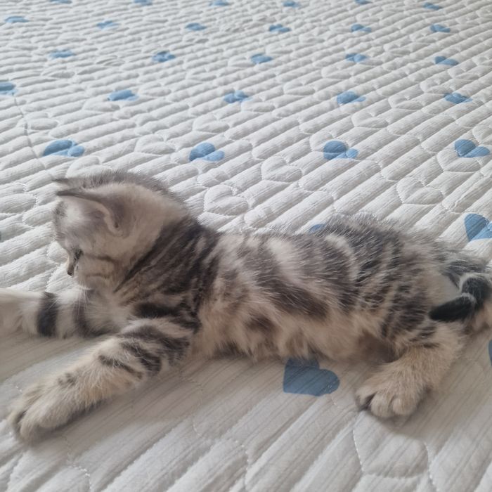 Котята котята котята