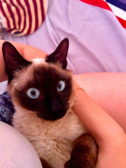 ADOPTIE pisoi dragalas