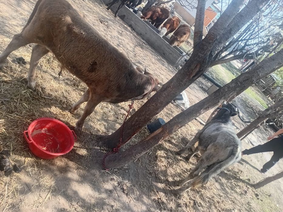 Еркек бузаулар сатылады