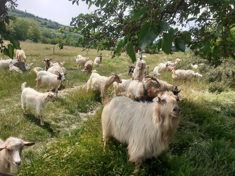capre de vanzare