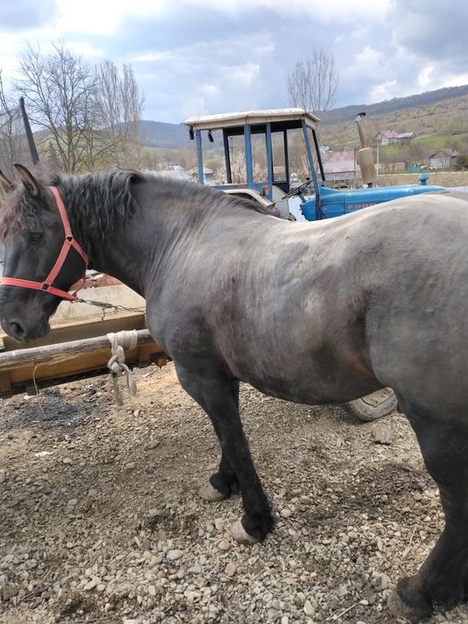 Harmăsar de vânzare