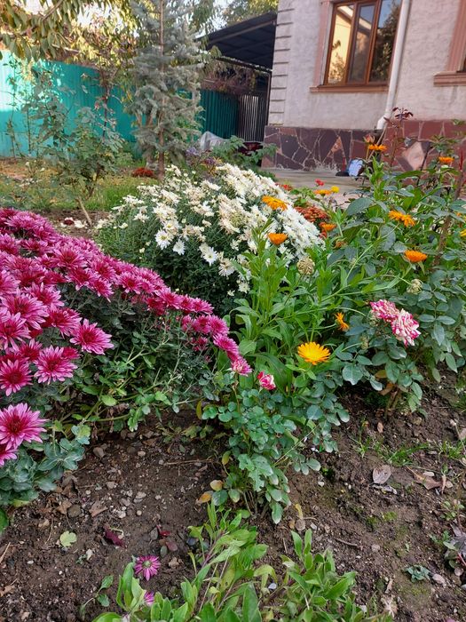 Хризантема отросток саламын.