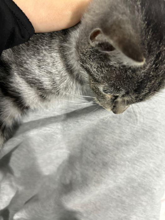 Кошка отдам в добрые руки