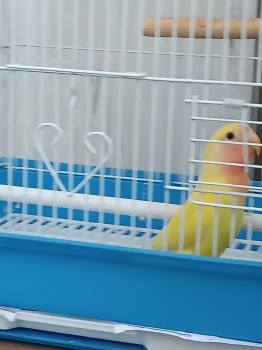 Продается неразлучник попугай