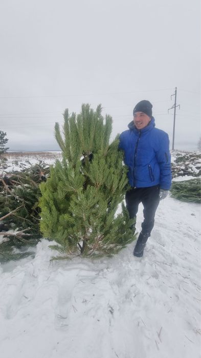 Елки новогодние