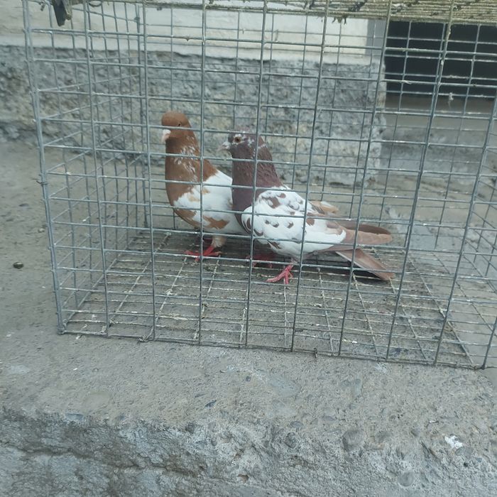 Навати лет с игрой гарантия