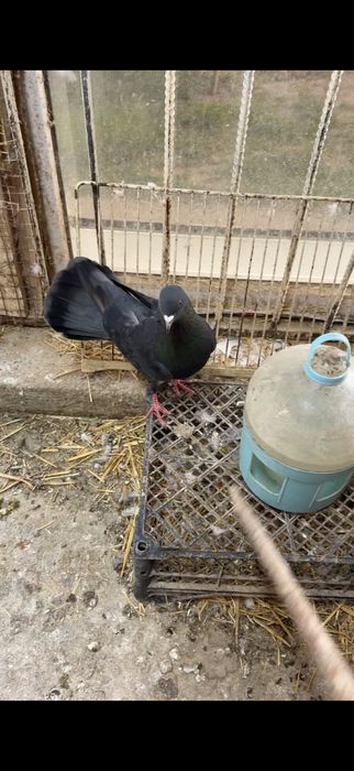 Голуби. Ширакохвостый Киш миш самец