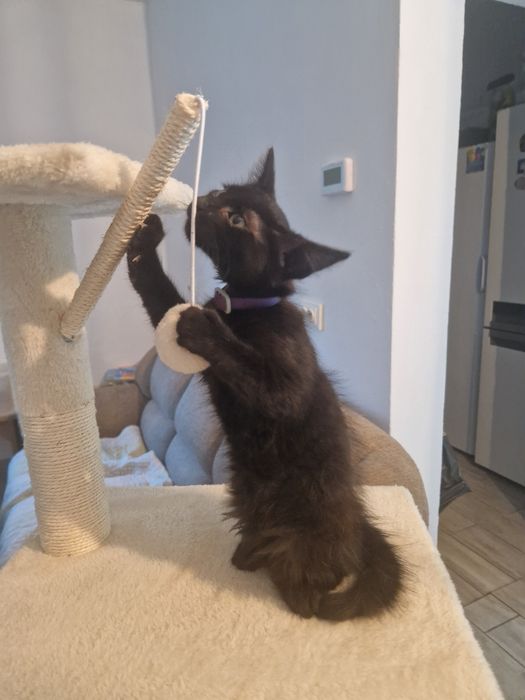 Pisica la adoptie