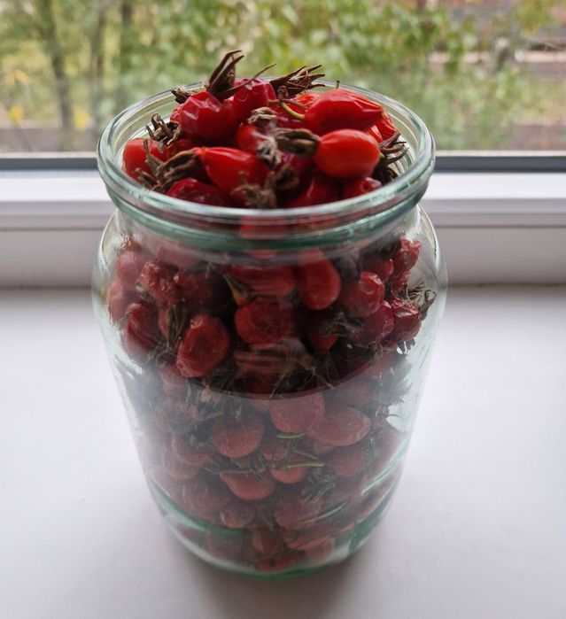 Продам шиповник дачный