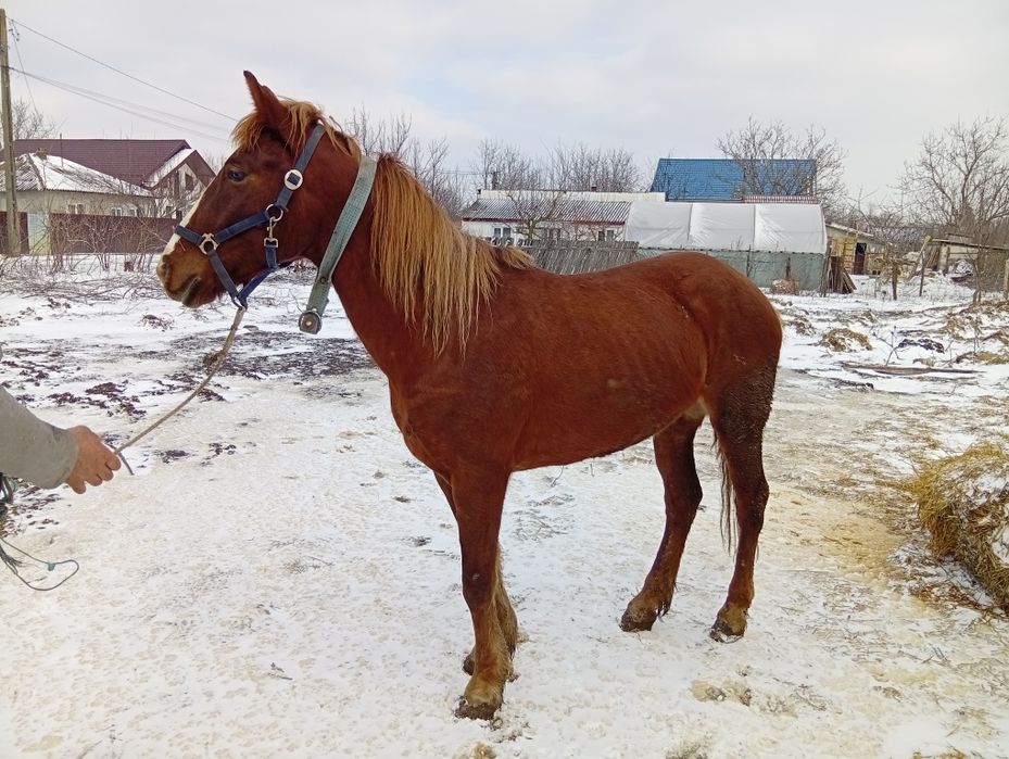 Iapă de 4 ani cuminte