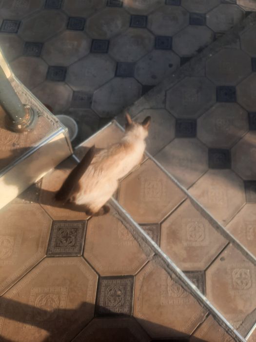 Продам сиамскую кошку с ребенком