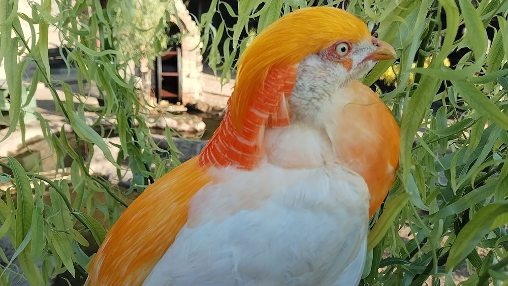 Fazani exotici , roșu,galben,piersica,violet.